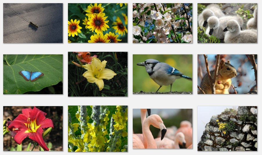 Flora and Fauna Calendar